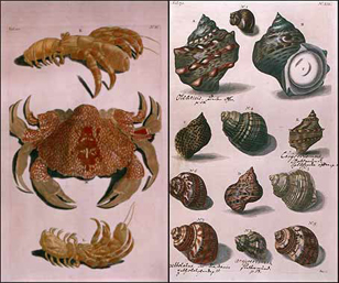 Dieren
